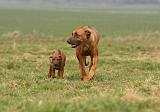 RODESIAN RIDGEBACK 166